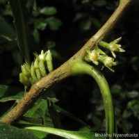 Agrostistachys indica Dalzell